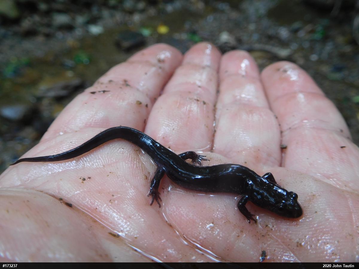 Northern Dusky Salamander