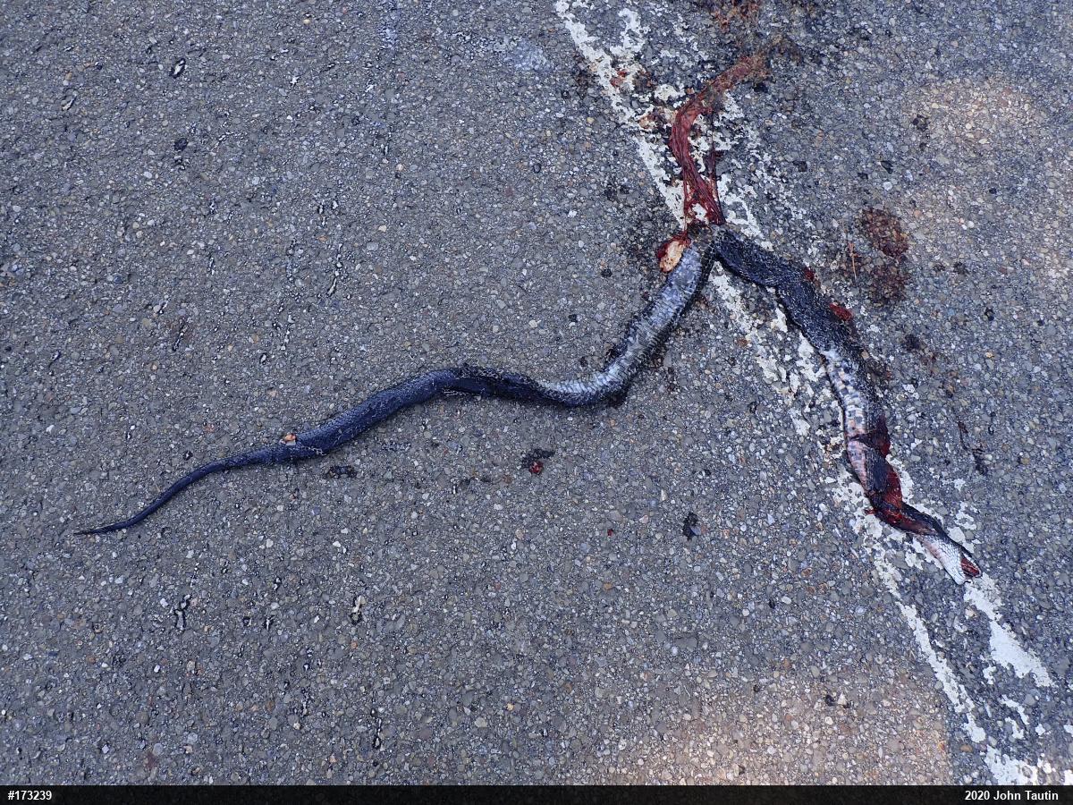 Eastern Ratsnake