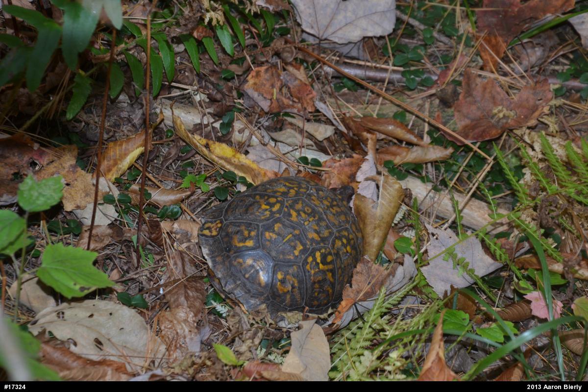 Eastern Box Turtle