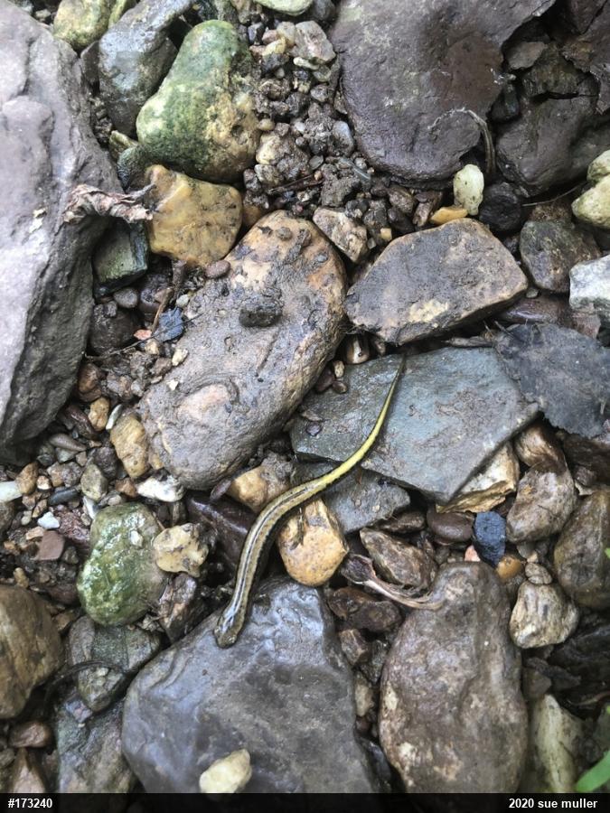 Northern Two-lined Salamander