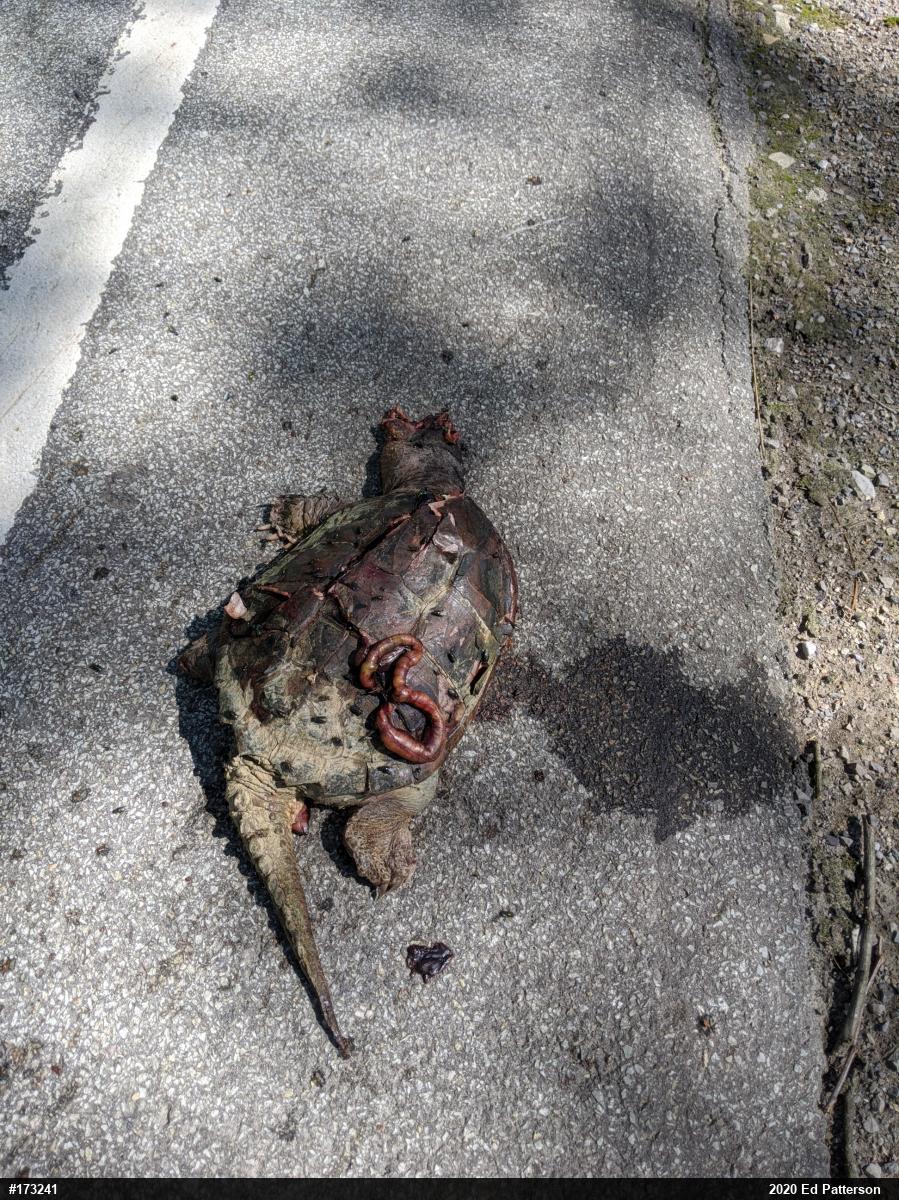 Snapping Turtle