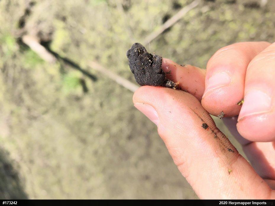 Eastern American Toad