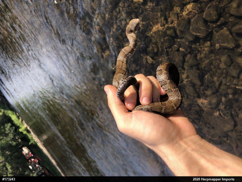 Northern Watersnake