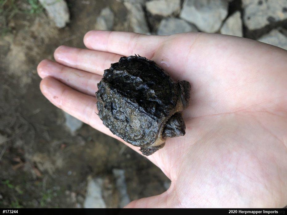 Snapping Turtle