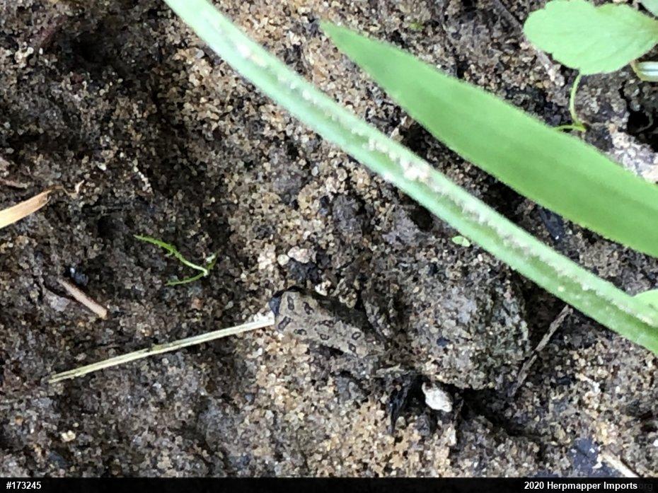 Eastern American Toad