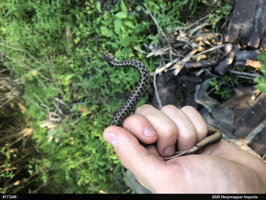 Eastern Gartersnake