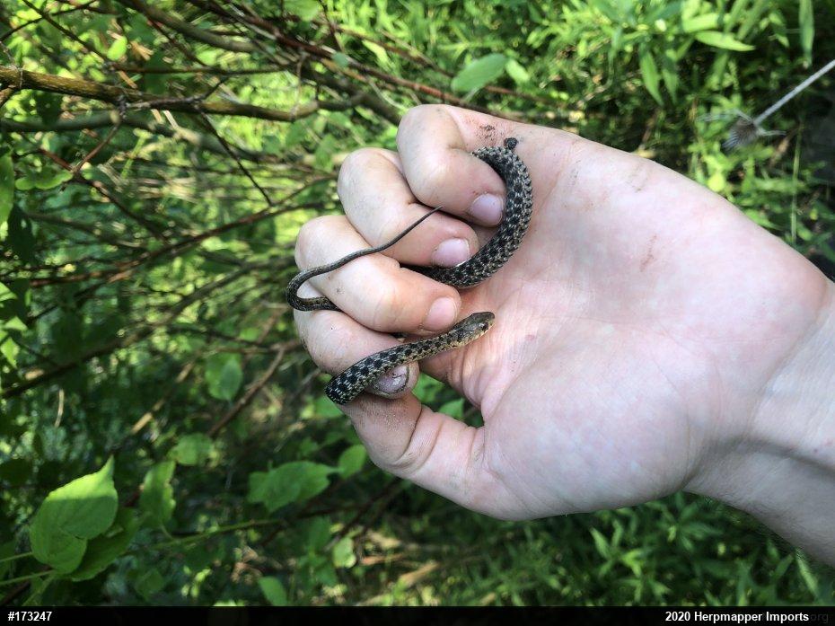 Eastern Gartersnake