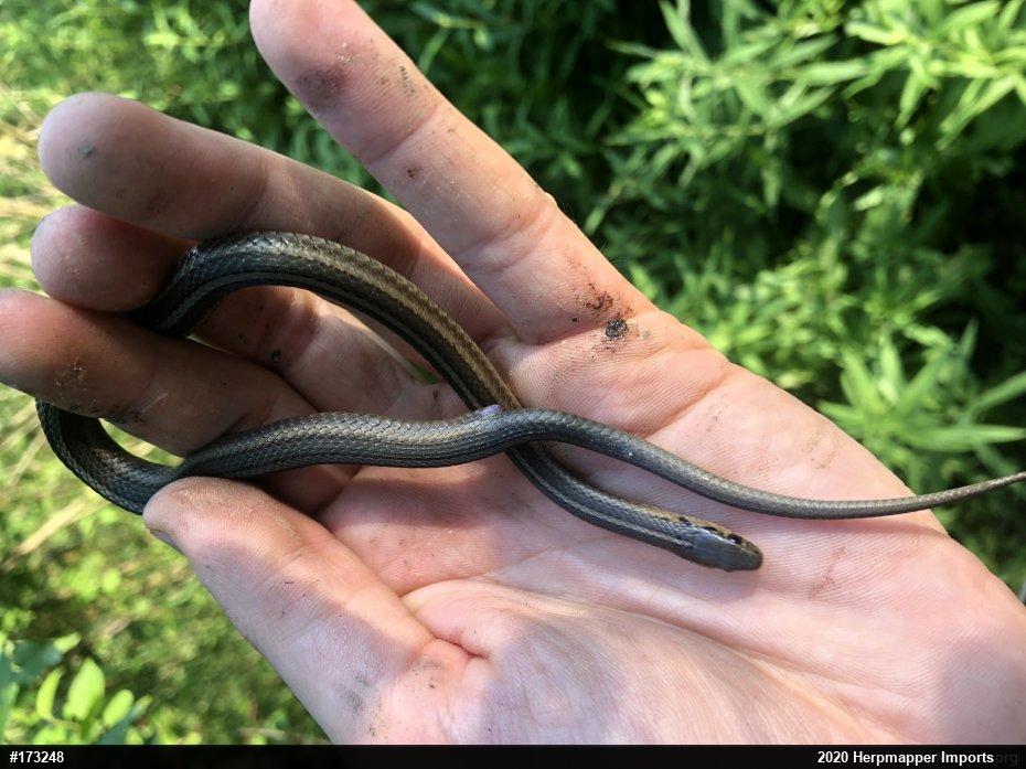 Shorthead Gartersnake