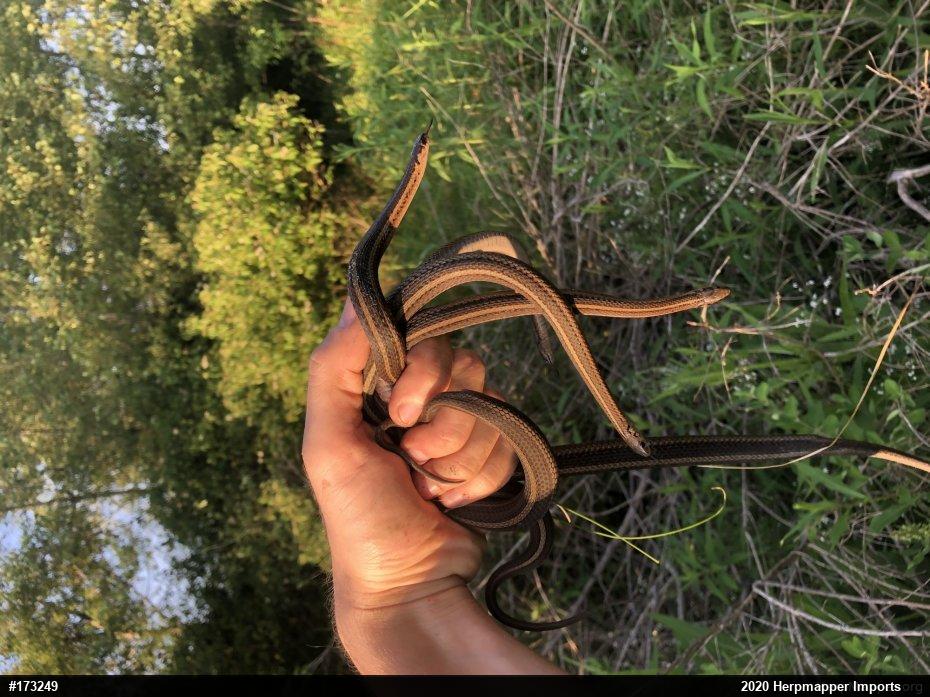 Shorthead Gartersnake