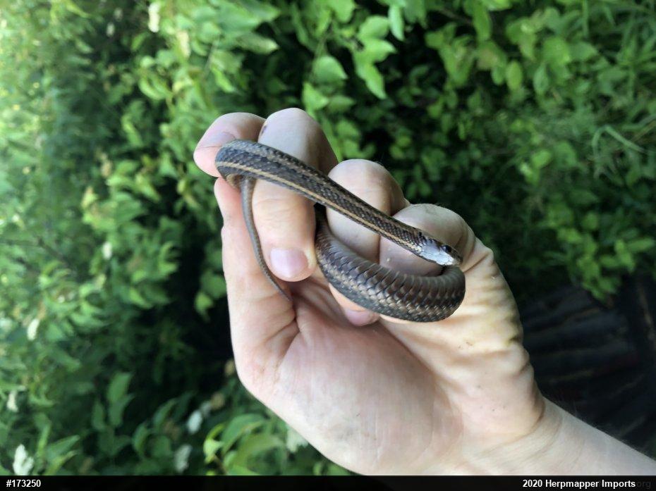 Shorthead Gartersnake