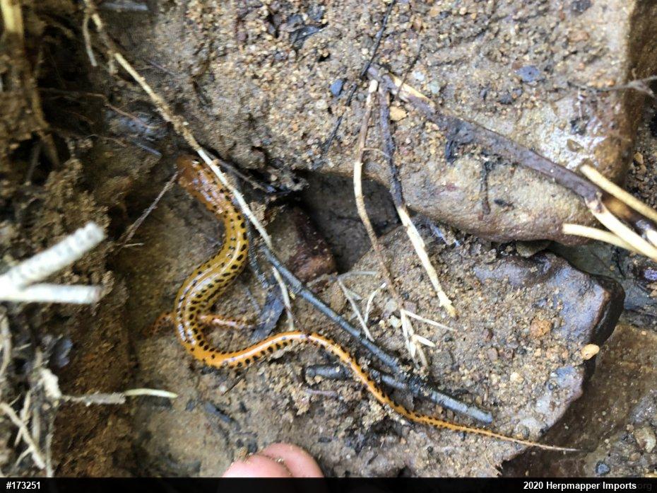 Eastern Long-tailed Salamander