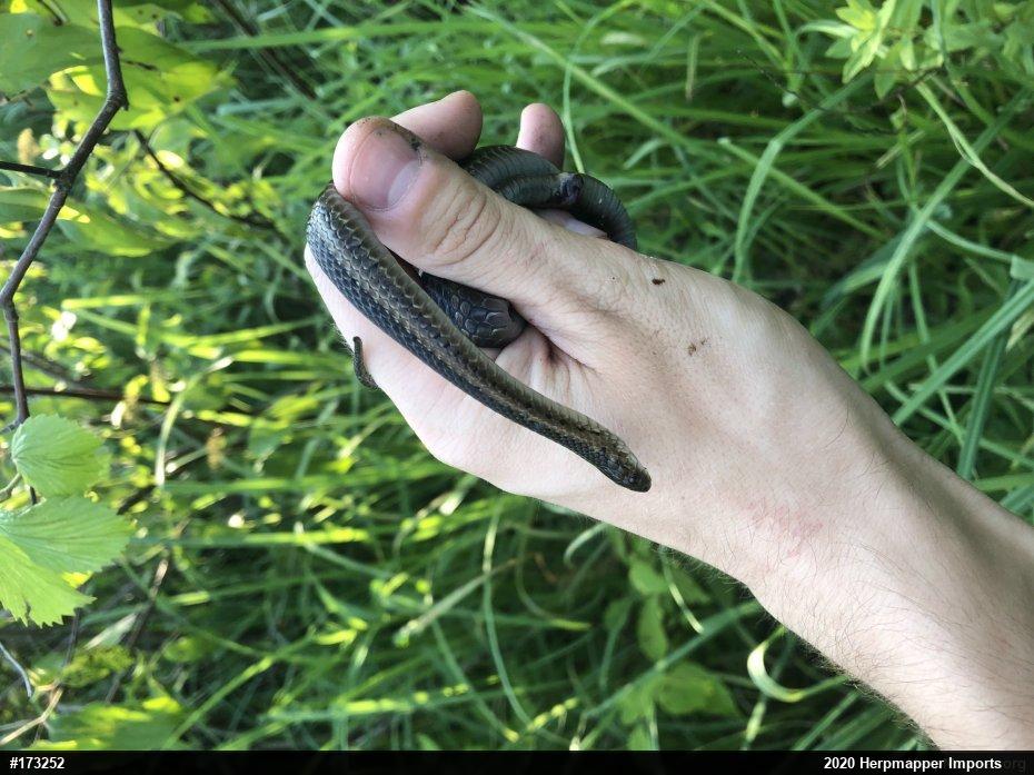 Shorthead Gartersnake