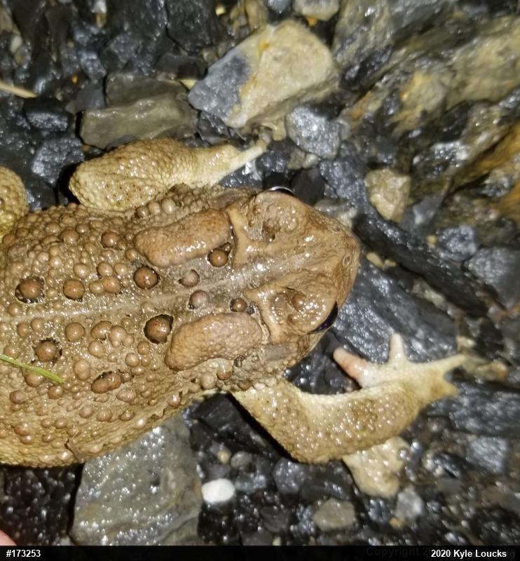 Eastern American Toad
