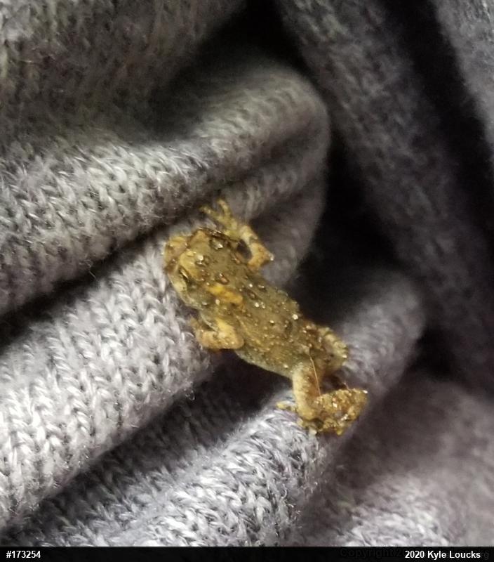 Eastern American Toad