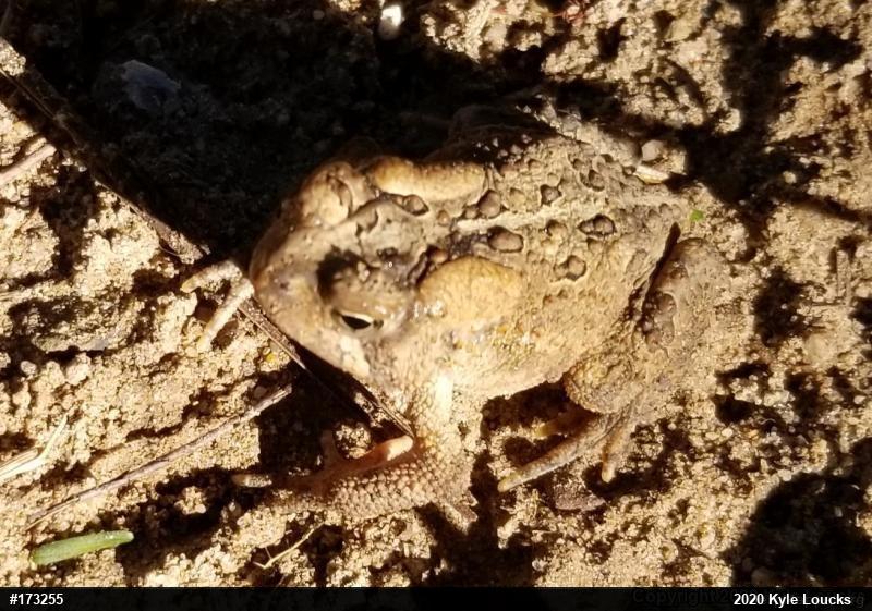 Eastern American Toad