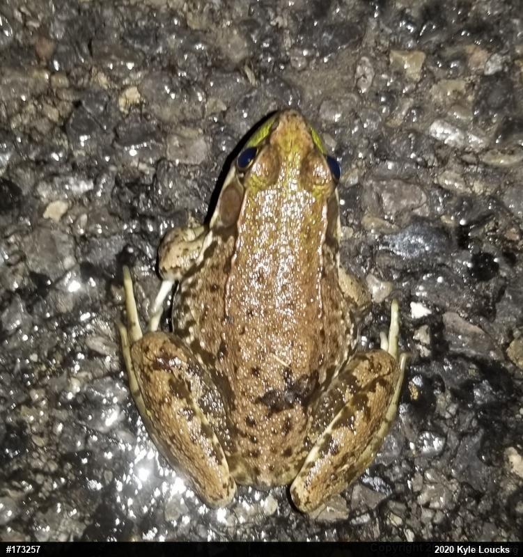 Green Frog