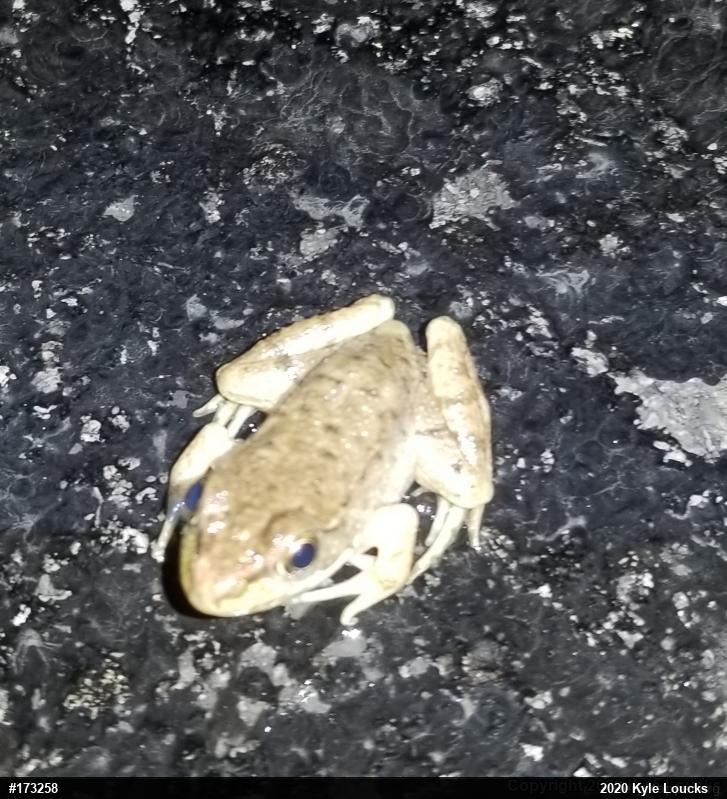 Green Frog