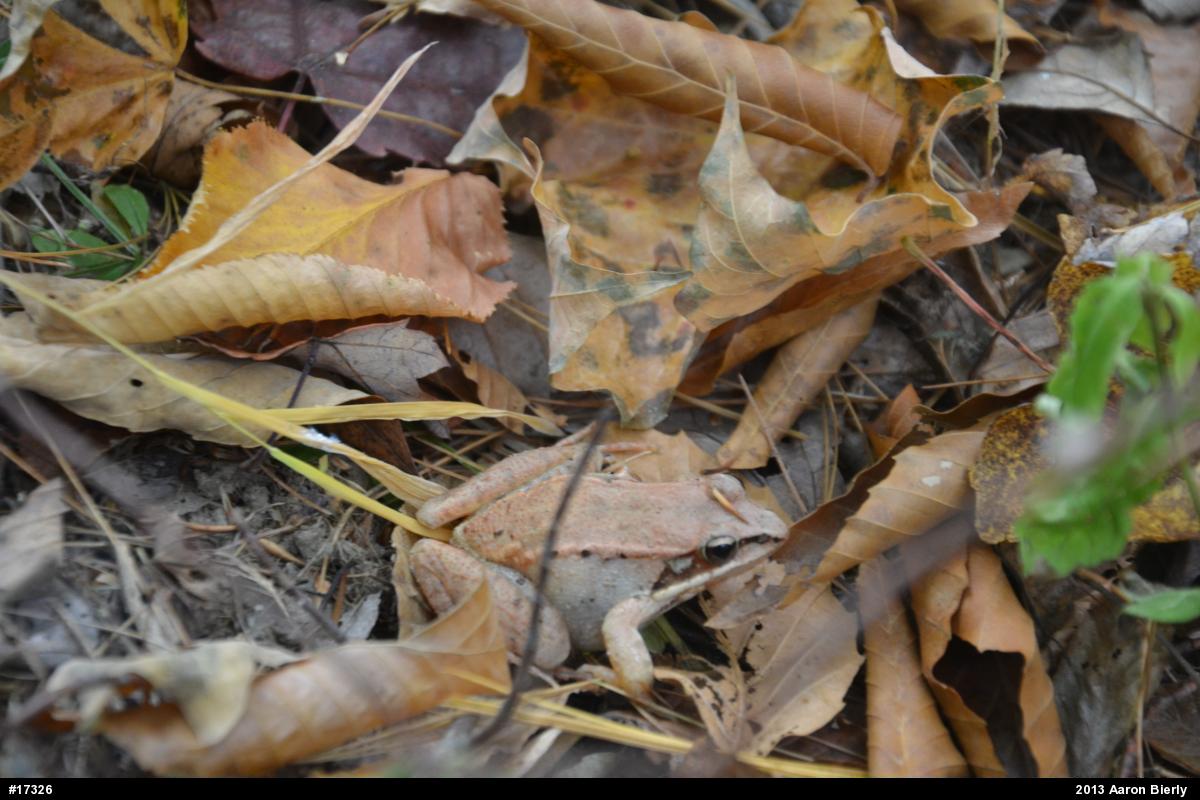 Wood Frog