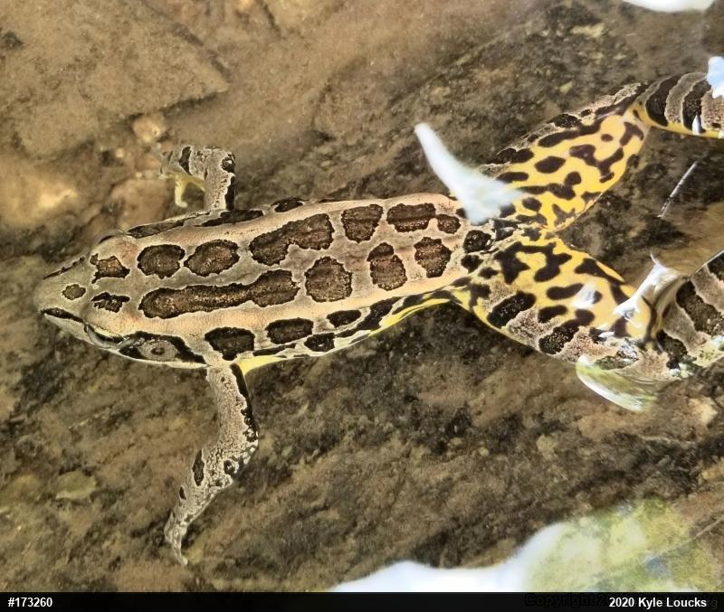 Pickerel Frog