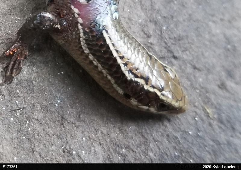 Northern Coal Skink
