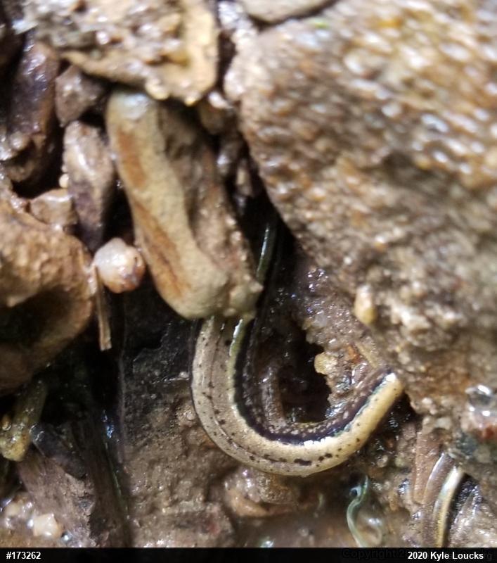 Northern Two-lined Salamander