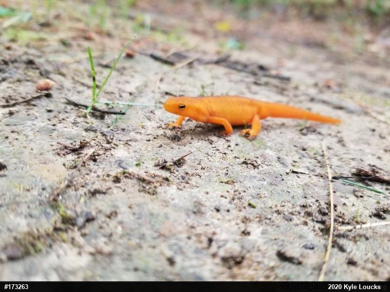 Red-spotted Newt