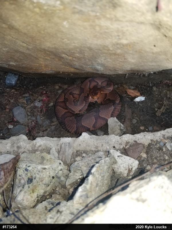 Northern Copperhead