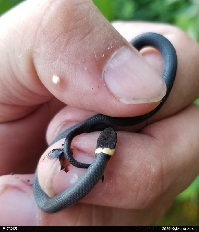 Northern Ring-necked Snake