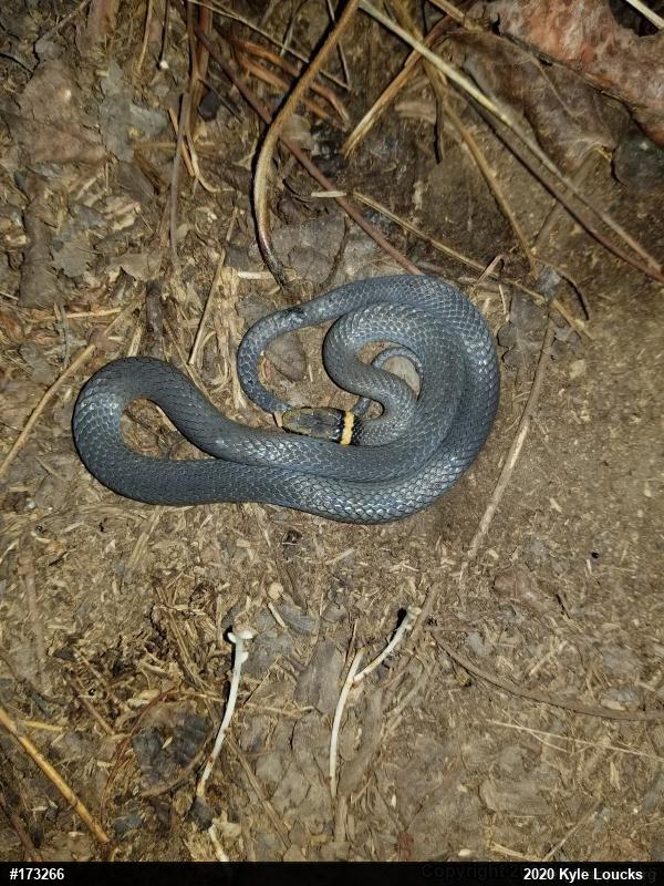 Northern Ring-necked Snake