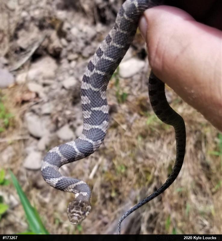 Northern Watersnake