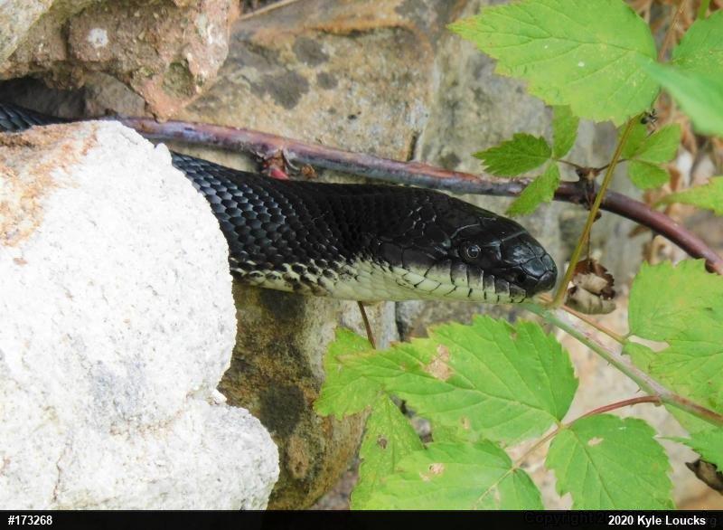 Eastern Ratsnake