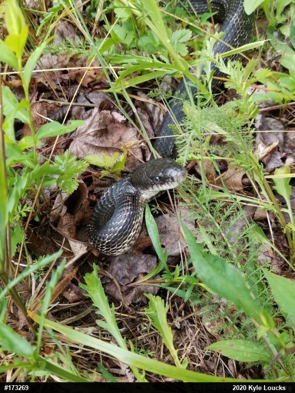 Eastern Ratsnake
