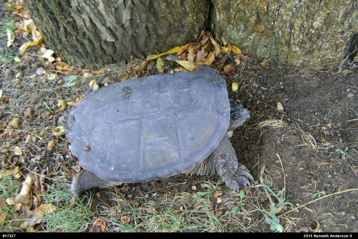 Snapping Turtle