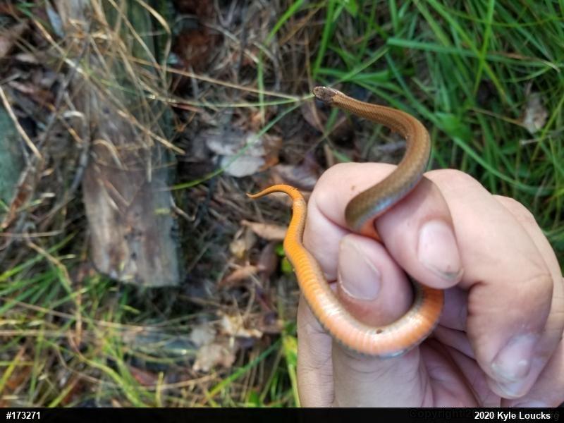 Red-bellied Snake