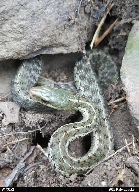 Eastern Gartersnake