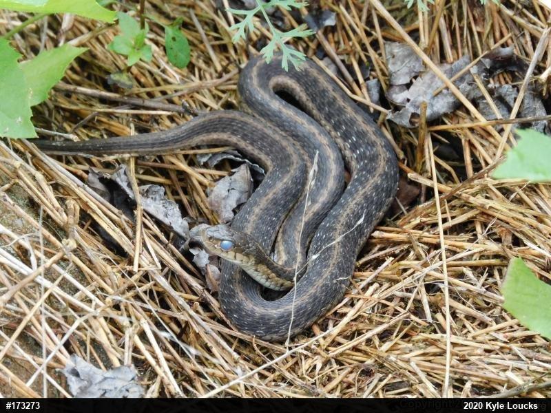 Eastern Gartersnake