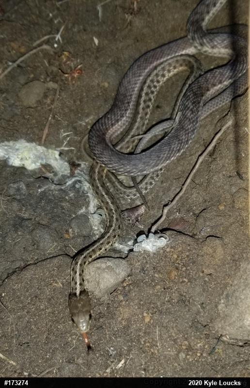 Eastern Gartersnake