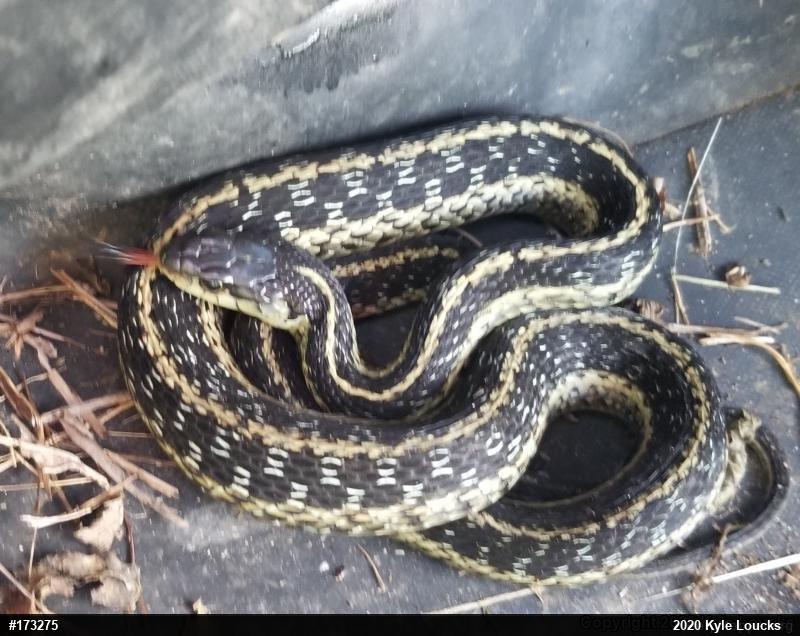 Eastern Gartersnake