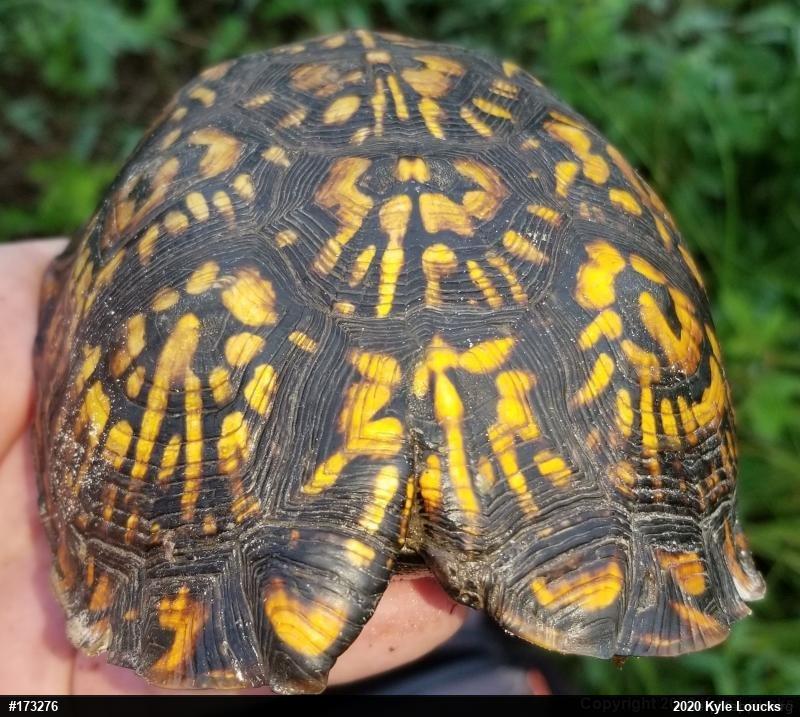 Eastern Box Turtle