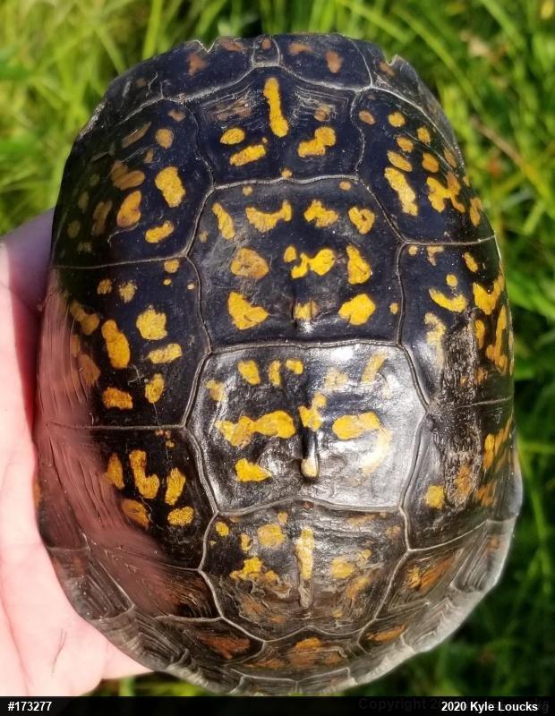 Eastern Box Turtle