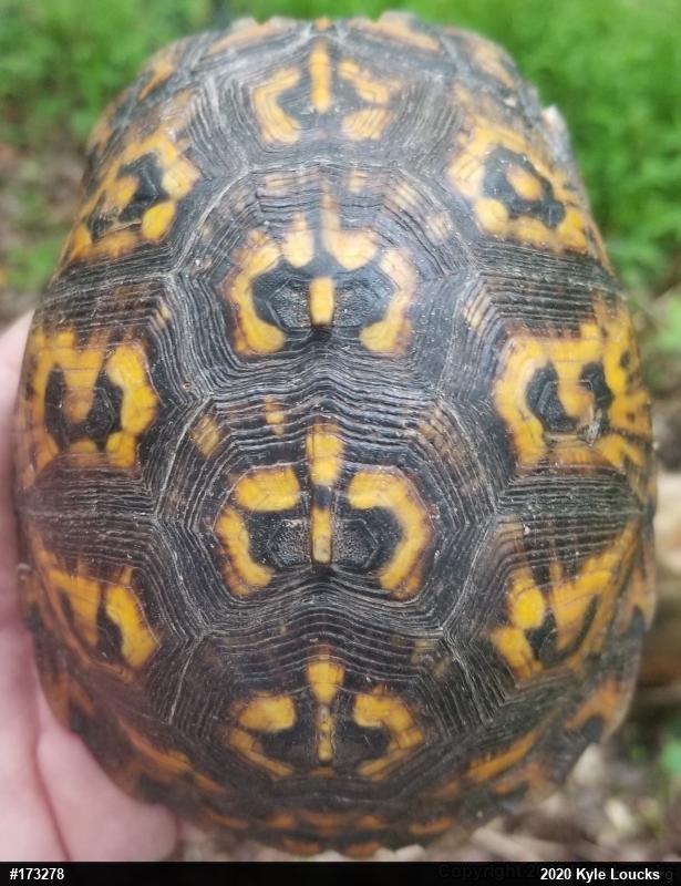 Eastern Box Turtle