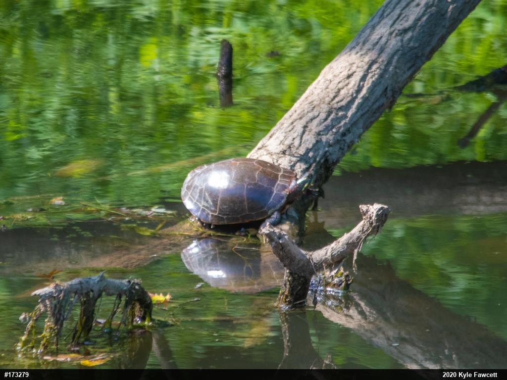 Midland Painted Turtle