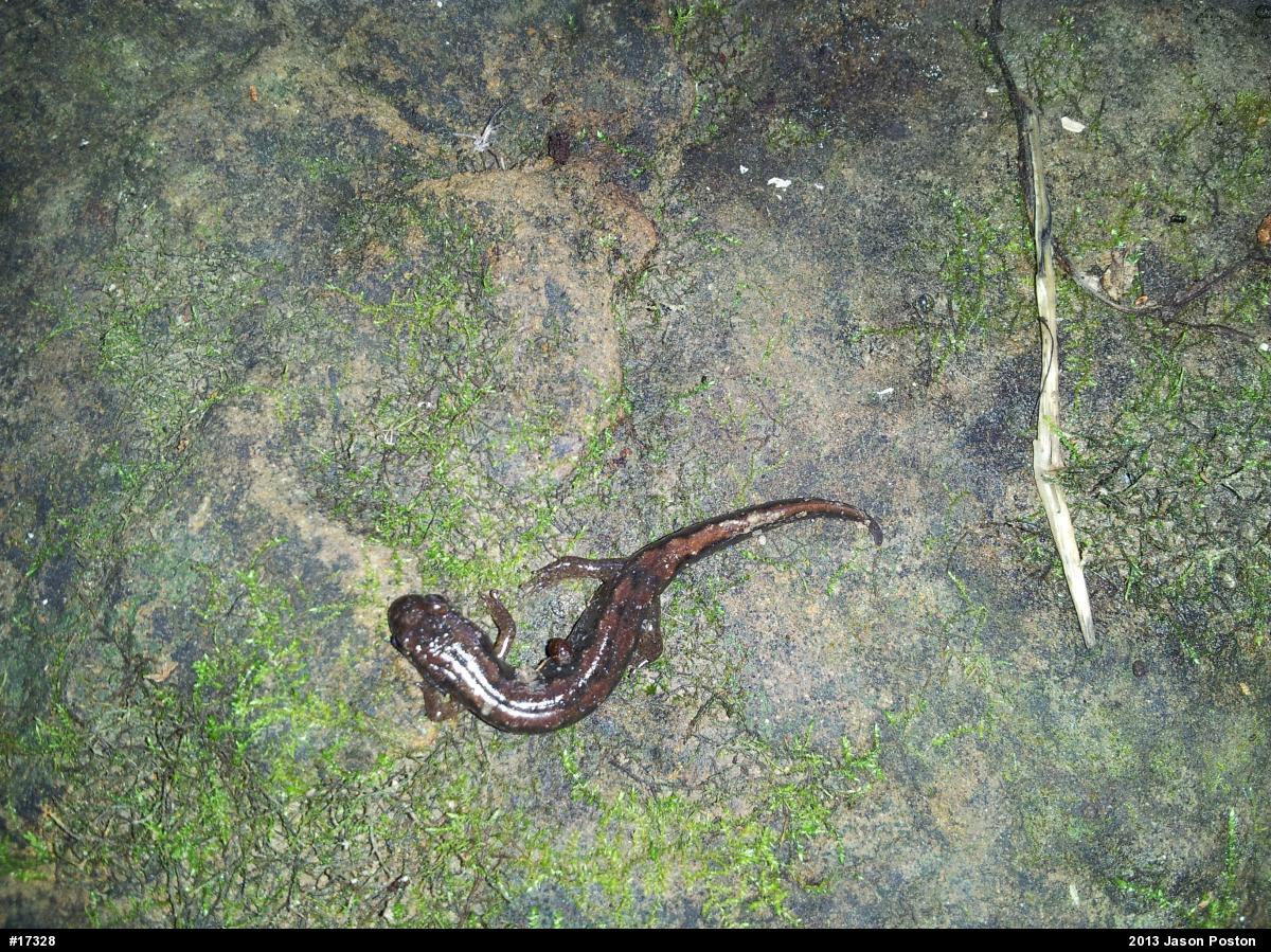 Northern Dusky Salamander