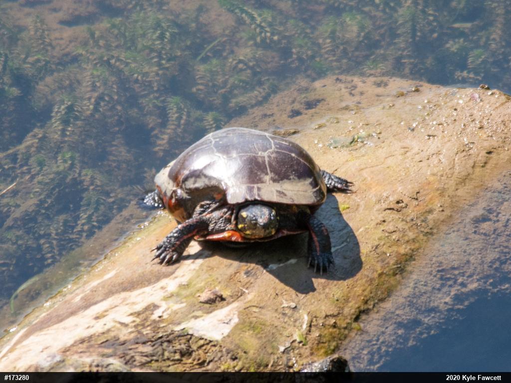 Painted Turtle
