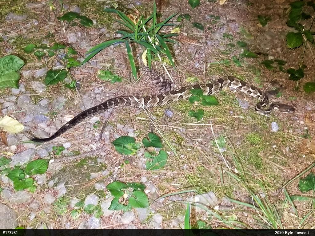 Timber Rattlesnake