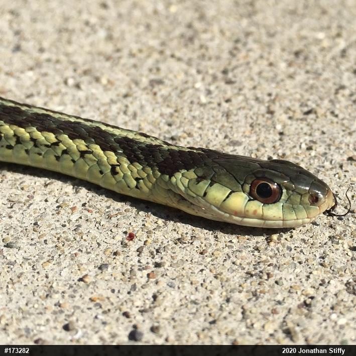 Eastern Gartersnake
