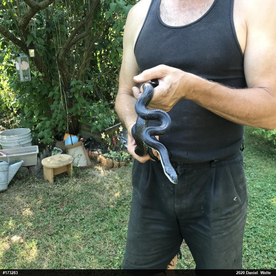 Eastern Ratsnake