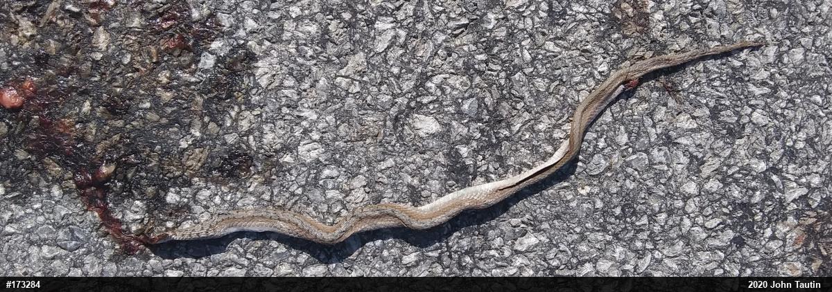 Dekay's Brownsnake