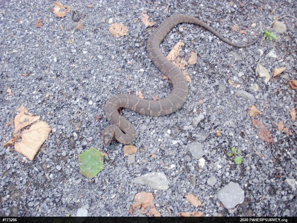 Northern Watersnake