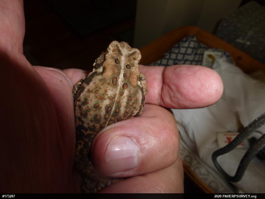Eastern American Toad